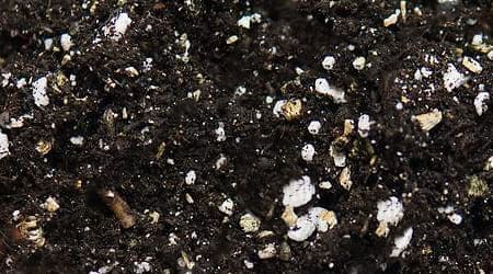 sustrato humus hummus o escremento abono de lombriz con perlita mineral agrolita o carlita Compost de lombriz Lombricomposta Fertilizante orgánico de lombriz Abono de lombriz Humus natural mezcla en costal o saco de 100 litros