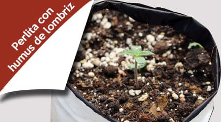 germinacion en perlita con hummus de lombriz como sustrato