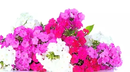Sobre de Semilla de Flor Phlox