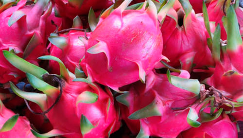 Hylocereus Undatus, pitajaya, Belle de nuit, flor de cáliz, pitahaya, fruta de dragón, pitaya, pitalla, Caja de 50 Esquejes de Pitahaya Blanca variedad B1