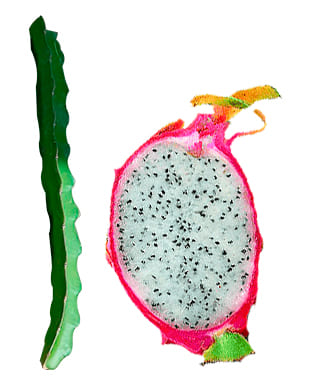 imagen-ilustrativa-fruto-pitahaya, Caja de 50 Esquejes de Pitahaya Blanca variedad B1