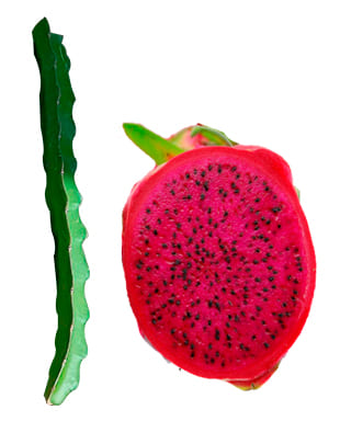 pitahaya-imagen-ilustrativa-fruto, Caja de 70 Esquejes de Pitahaya Rosa variedad F2