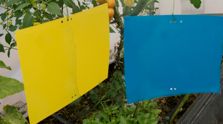 Estrategias Inteligentes con Trampas Pegajosas en Agricultura