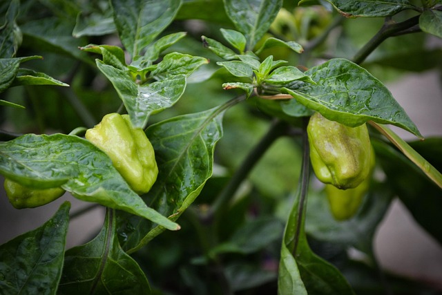 planta de chile habanero