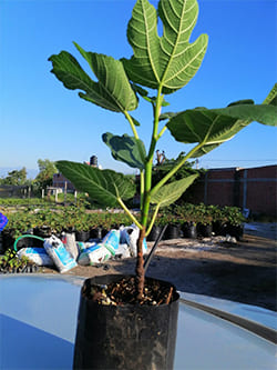 plantula-higo-en-bolsa-imagen, Caja de 3 Plantulas de Higo Variedad Black Mission