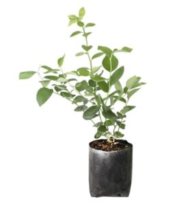 plantula-arandano-biloxi-imagen, Caja de 30 Plántulas de Arándano Azul (Blueberry) Variedad Biloxi
