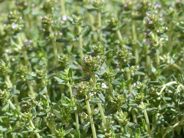 cultivo en campo abierto de tomillo