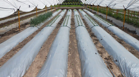 acolchado agrícola para el cultivo de sandía