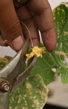 poda de flores dañadas en el cultivo de pepino