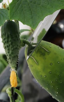 corte de fruto en el cultivo del pepino