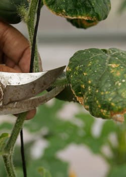 poda de hojas en el cultivo del pepino