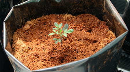 sustrato polvo o polvillo de coco para germinación germinar en saco o bolsa de 50 litros sustrato para germinación de semillas polvillo de coco para germinar o germinacion coco para germinación sustrato orgánico para almácigos sustrato para cultivo de semillas polvillo de coco para almácigos