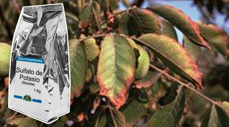 Sulfato de potasio para plantas imagen de su deficiencia