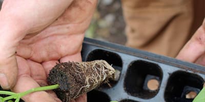 plantula germinada en peat moss projar