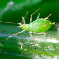 pulgon-verde-plaga