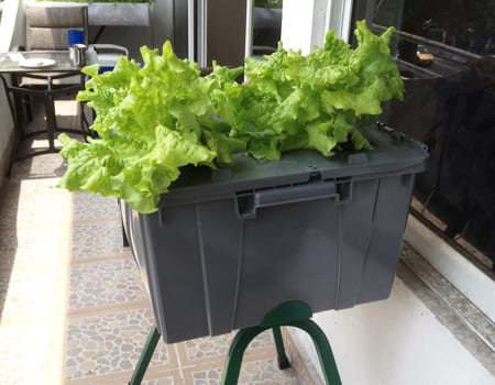 Cultivo en Raíz Flotante