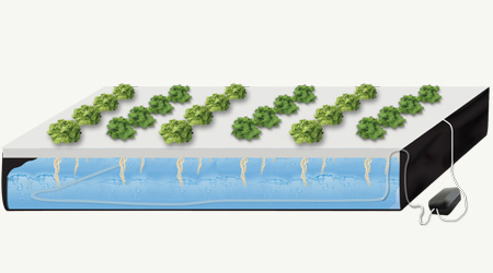 raiz flotante pelicula de solución nutritiva 