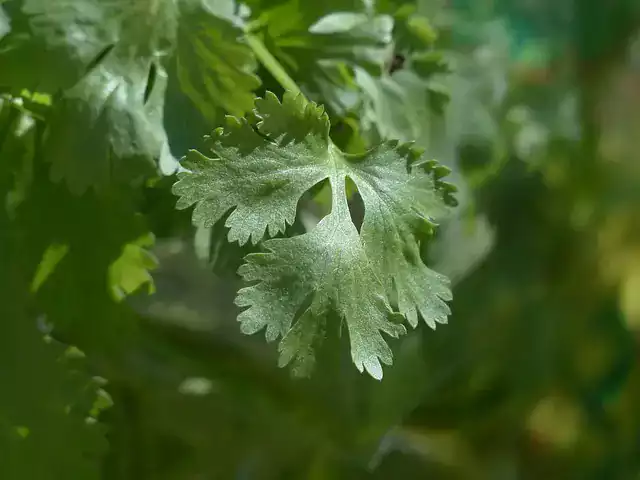 Hoja Perejil