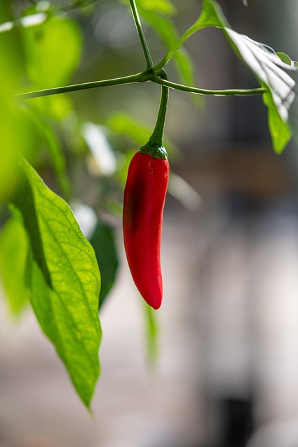cosecha de chile hidropónico casero