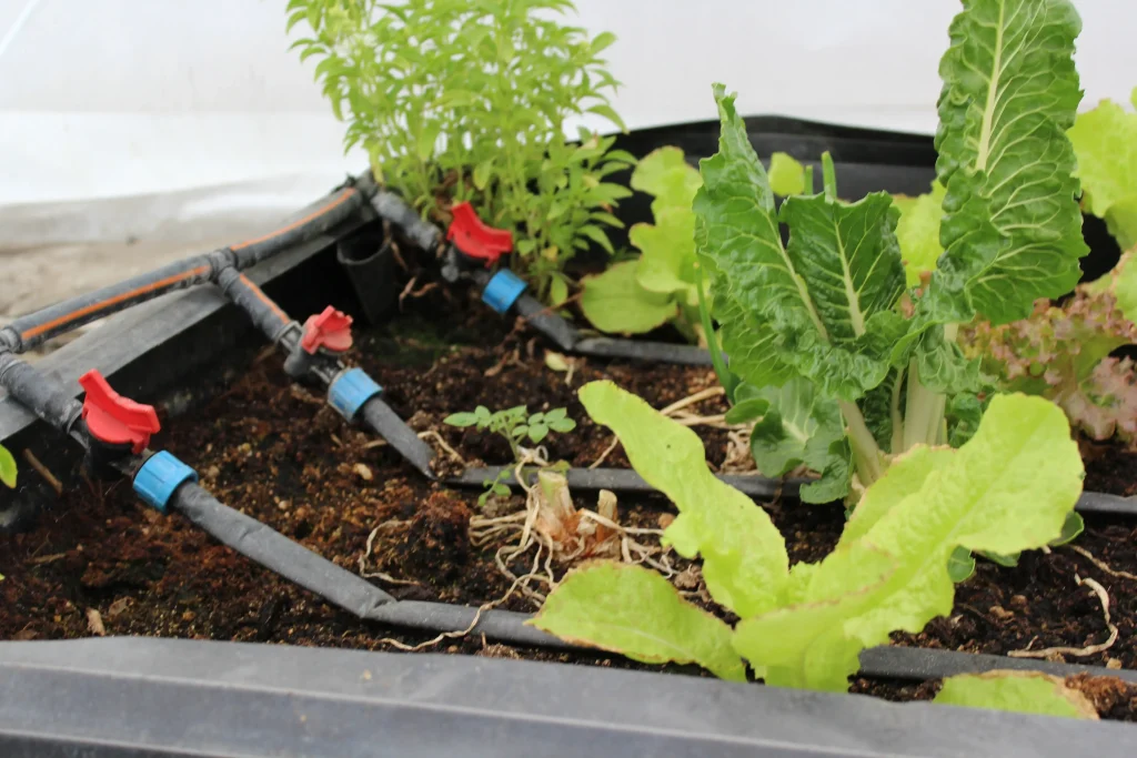 sistema de riego por goteo con cintilla en cama de cultivo con acelgas