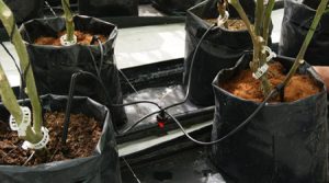 Riego por goteo localizado en cultivo de jitomate 