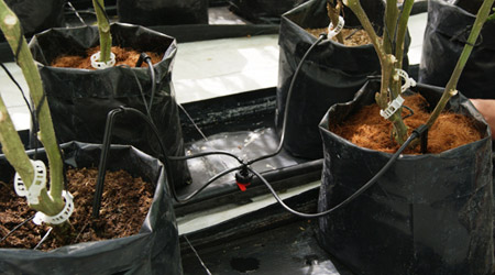 Riego localizado para cultivo de limón