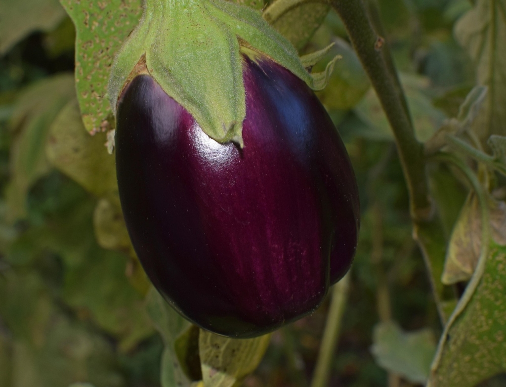 fruto redondo en el cultivo de la berenjena