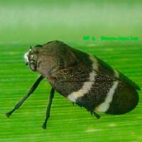 mosca-pinta-plaga