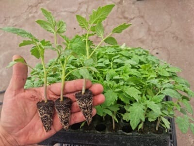 Cepellon con charola de Polipropileno Expandido plantula producida en el Semillero de Unicel Negro de 200 cavidades