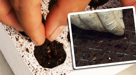 siembra de semilla jitomate hidroponico para su cultivo 