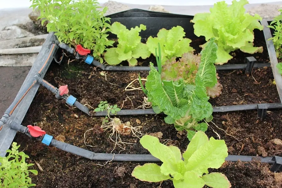 cama de cultivo para huerto familiar con sistema de riego por goteo