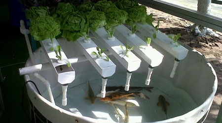 Acuaponía: Peces, Plantas y Ecosistemas Productivos