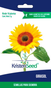 Girasol, jirasol, mirasol, aceite, semillas, oleaginosa, flor amarilla