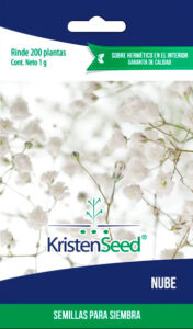 Nube, velo de novia, gipsófila, Gypsophila paniculata, flor de relleno, nuve, follaje decorativo, flor blanca