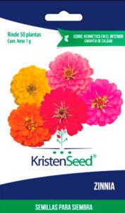 Zinnia, sinnia, cinnia, sinia, zinia, cinia, rosa mística, flor de papel, asterácea 