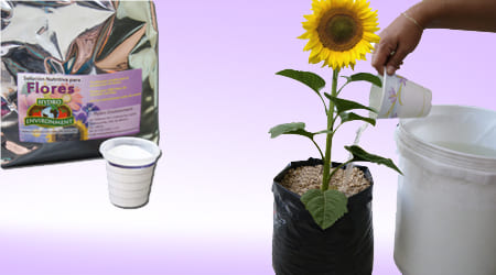 dosificación de la solución hidropónica para flores