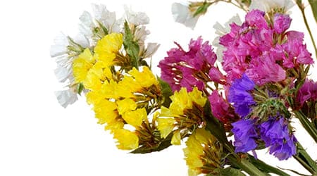 Sobre de Semilla de Flor Statice