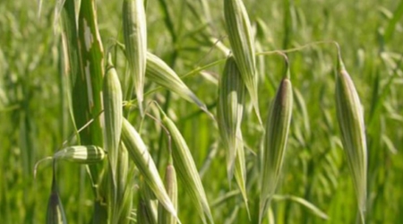 Avena Forrajera Variedad Cuauhtémoc por Tonelada