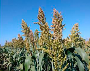 imagen-ilustrativa-sorgo, Tonelada de Sorgo Variedad Riqueza