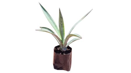 Caja de 5 plantas de Agave Tequilana Weber Var. Azul