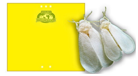 Bolsa de 20 Trampas Cromatica Amarilla Pegajosa (25×20 cm)