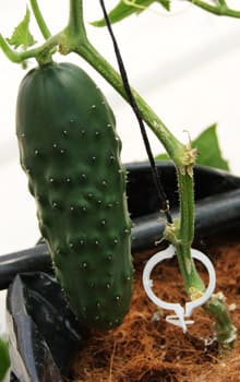 cultivo de pepino en bolsa de sustrato con tutoreo