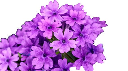 Sobre de Semilla de Flor Verbena