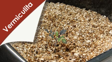 cultivo en hidroponia sobre vermiculita sustrato 