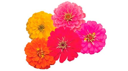 Sobre de Semilla de Flor Zinnia