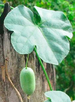 desarrollo de frutos del melon