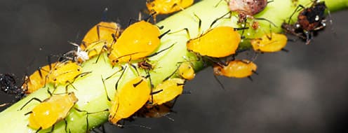 Insectos Chupadores