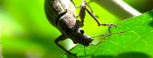 Insectos Masticadores