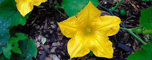 Flor del Melon