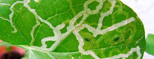 Insectos Perforadoras